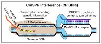 CRISPR-CAS9 for UPSC Mechanism